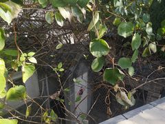 -老张烤羊(王哥庄店)