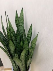 -JUVA欧华医美连锁