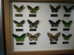 -上海昆虫博物馆