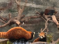 -武汉动物园