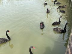 -溱湖国家湿地公园