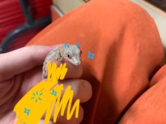 -酷以爬仙阁实体爬宠店·守宫·蜥蜴·专业繁育