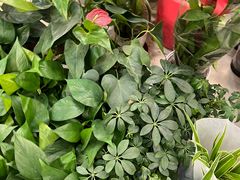-双季花艺园艺市场(浦东店)