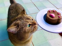 -喵屿·大理花园猫咖