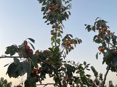 -菊园百果园