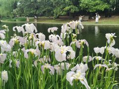 -上海共青森林公园