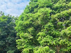 -中国科学院西双版纳热带植物园