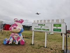 -空港花田景区