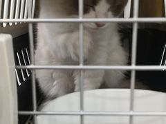 -暖阳宠物医院·犬猫康复中心·骨科