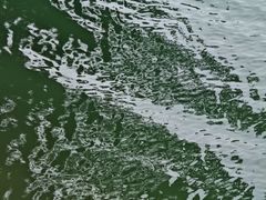 -广州市流溪河国家森林公园