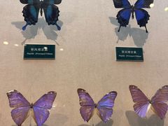 -陕西自然博物馆