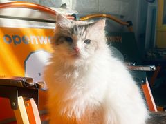 -平行世界·猫咖(首经贸店)