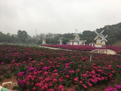 -松山湖梦幻百花洲