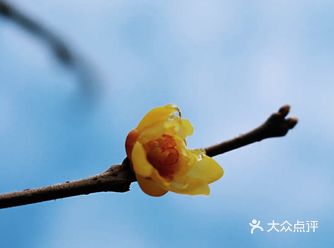 腊梅花开北京小众免费公园赏花攻略