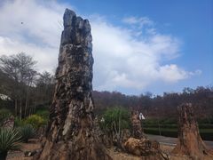 -深圳仙湖植物园
