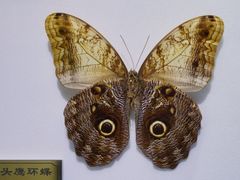 -上海昆虫博物馆