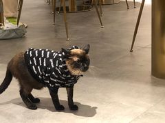 -飞行喵MR PILOT|猫舍·猫咖(静安大融城店)