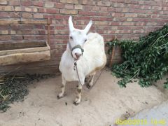 -喜利来蛋糕(景子街店)