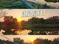 -福田红树林生态公园