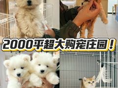 -翊宠yipet猫狗购宠庄园犬舍•猫舍