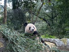 -中国大熊猫保护研究中心雅安碧峰峡基地