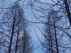 -黄海国家森林公园