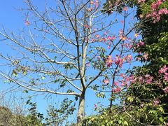 -广州市流溪河国家森林公园