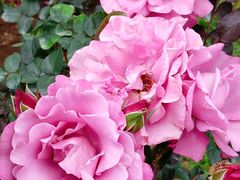 -人民公园(罗湖区)