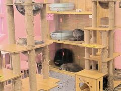 -喵匠猫主题咖啡(凯德和平广场店)