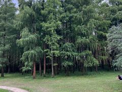 -上海共青森林公园