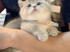 -欣宠猫屋·矮脚拿破仑·蓝金金渐层