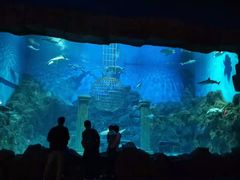 -芜湖新华联大白鲸海洋公园