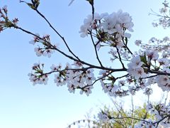 -顾村公园