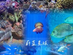 -上海海洋水族馆