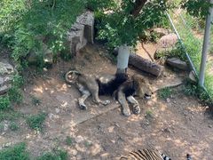 -西霞口神雕山野生动物世界