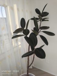 -HEYAN荷妍专业脱毛连锁机构