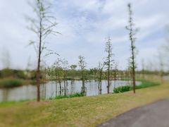 -上海长兴岛郊野公园