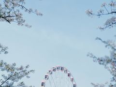 -顾村公园