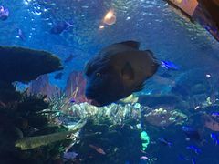 -迪拜帆船酒店海底餐厅