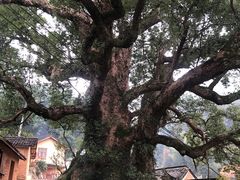 -杨家堂村