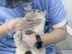 -博特宠物医院24h犬猫全科.骨科·异宠
