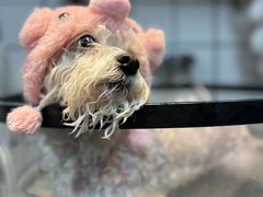 -爱派特动物医院·全科诊疗中心