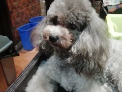 -more than meow吴止猫主题餐厅(承德 中船汇店)