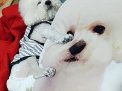 -美联众合动物医院·24h京西诊疗中心