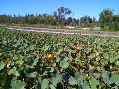-羊亭河湿地公园