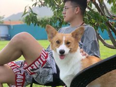 -趣玩宠物乐园寄养训犬训狗游泳池