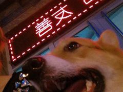 -波姐宠物家庭寄养