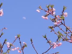 -顾村公园