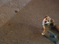 -三兄弟高炉烧饼