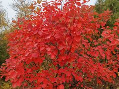 -静之湖湖畔餐厅